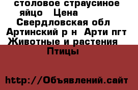 столовое страусиное яйцо › Цена ­ 1 000 - Свердловская обл., Артинский р-н, Арти пгт Животные и растения » Птицы   